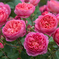 Boscobel®