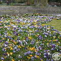 Botanical Crocus Mix