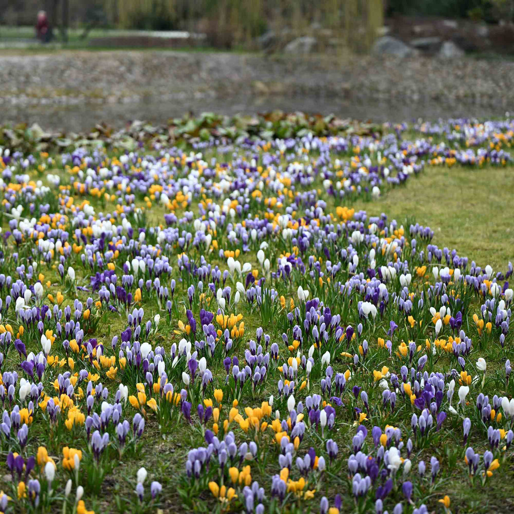 Botanical Crocus Mix