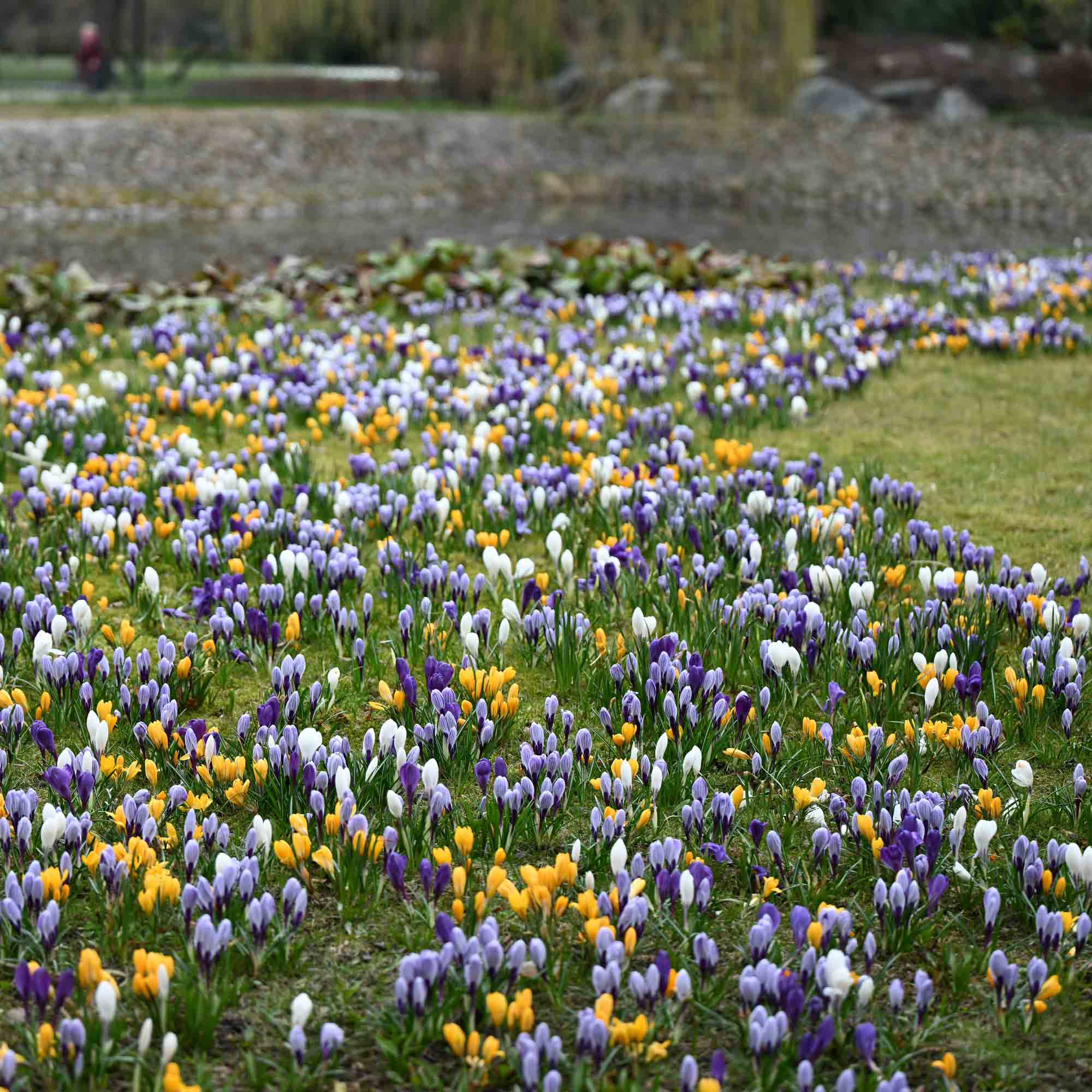 Botanical Crocus Mix