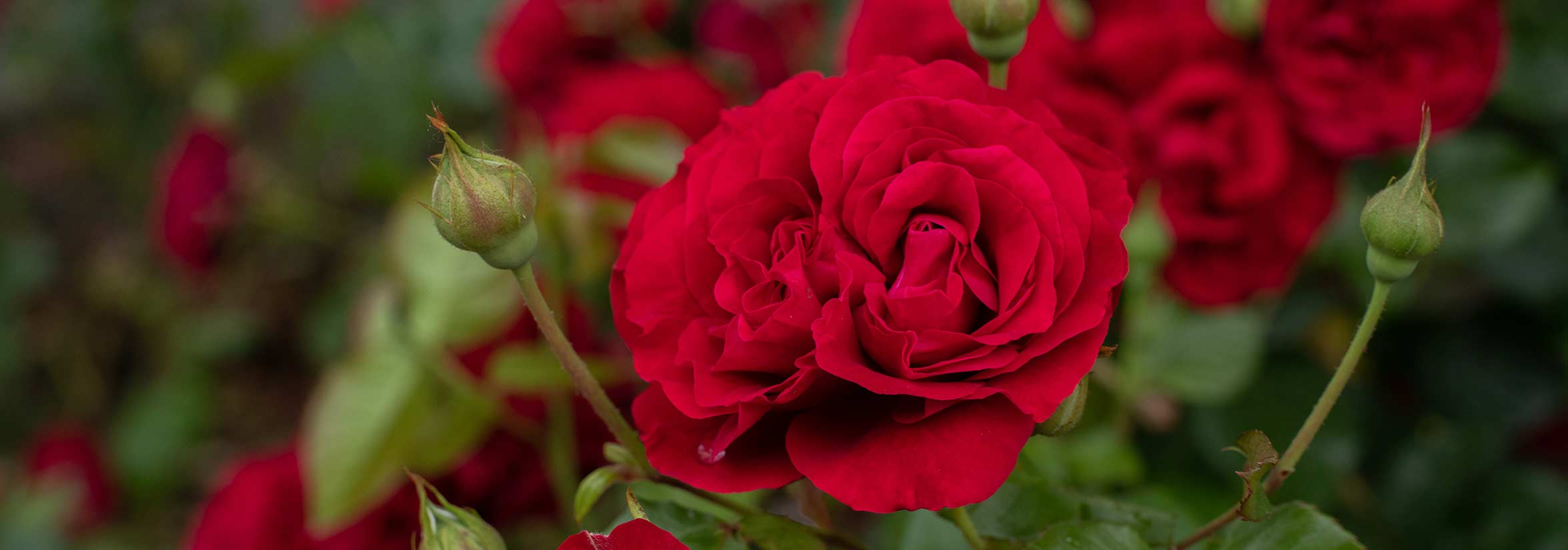 Take Rose Quiz
