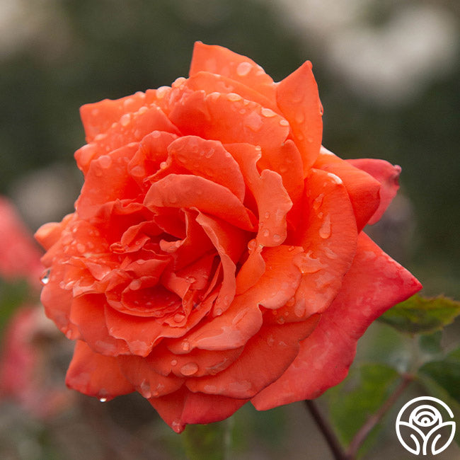 Bright Fire Climbing Rose | Orange Rose Plant – Heirloom Roses