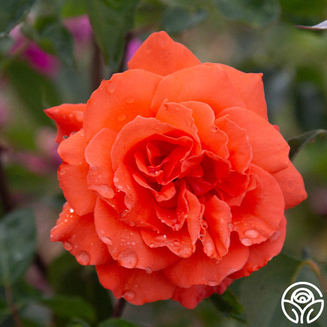 Bright Fire Rose - Climbing Roses - Lightly Fragrant – Heirloom Roses