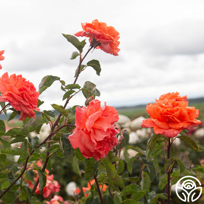 Bright Fire Climbing Rose | Orange Rose Plant – Heirloom