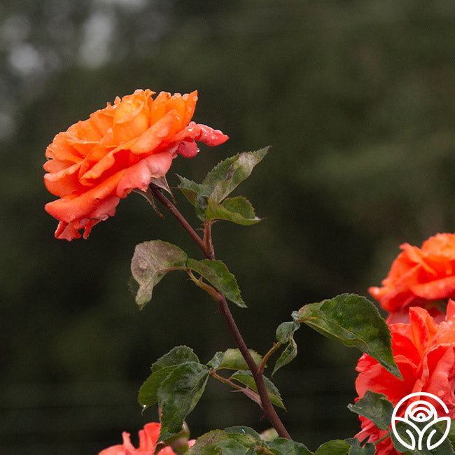 Bright Fire Climbing Rose | Orange Rose Plant – Heirloom