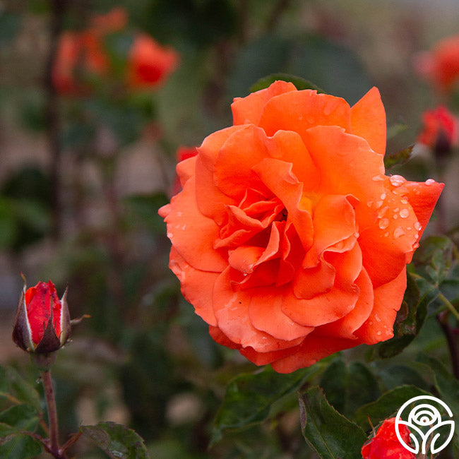 Bright Fire Rose - Climbing Roses - Lightly Fragrant – Heirloom Roses