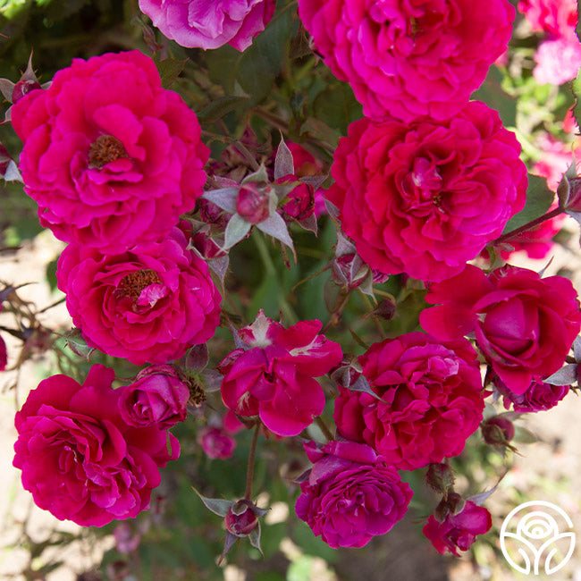 Bright Melody Hardy Rose | Red Rose Bush – Heirloom Roses