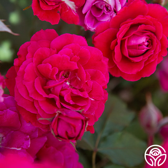 Bright Melody Hardy Rose | Red Rose Bush – Heirloom Roses