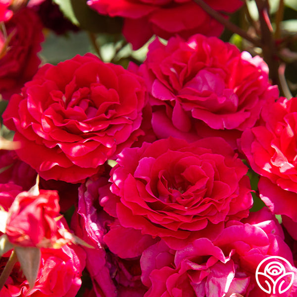 Bright Melody Hardy Rose | Red Rose Bush – Heirloom