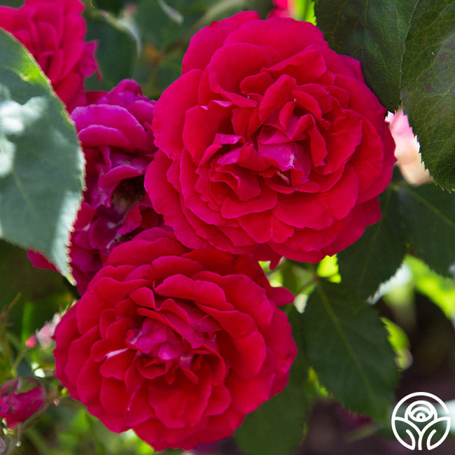 Bright Melody Hardy Rose | Red Rose Bush – Heirloom