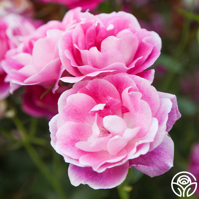 Brilliant Pink Iceberg | Pink Shrub Rose Bush – Heirloom