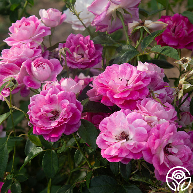 Brilliant Pink Iceberg | Pink Shrub Rose Bush – Heirloom