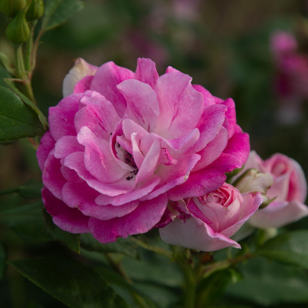 Brilliant Pink Iceberg