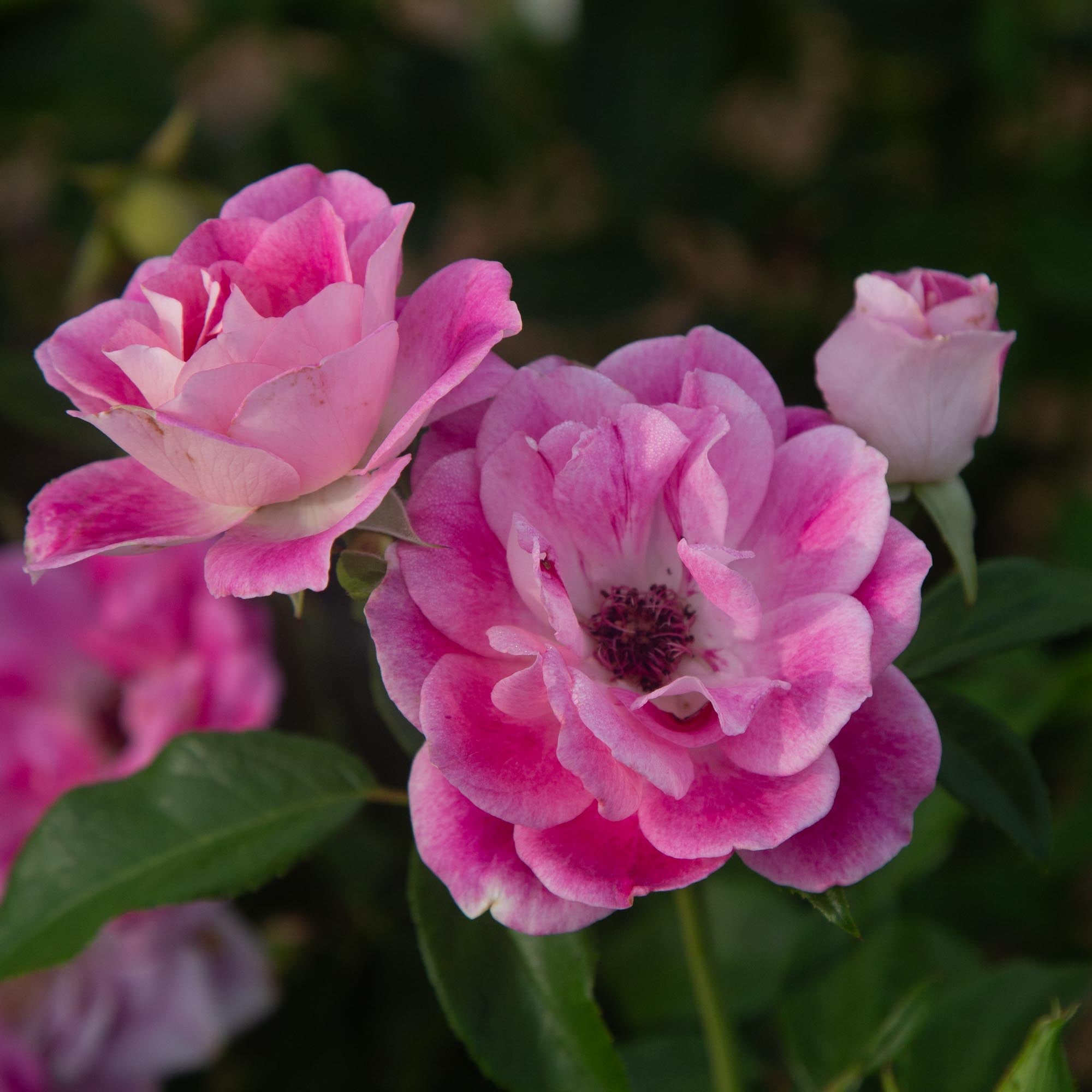 Brilliant Pink Iceberg