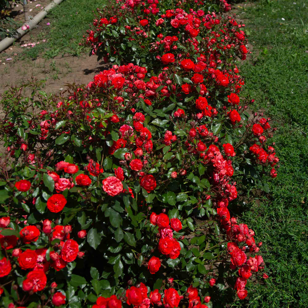 Veranda® Brilliant™