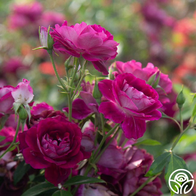 アイスバーグ Burgundy Iceberg Shrub Rose | Purple Rose Bush – Heirloom