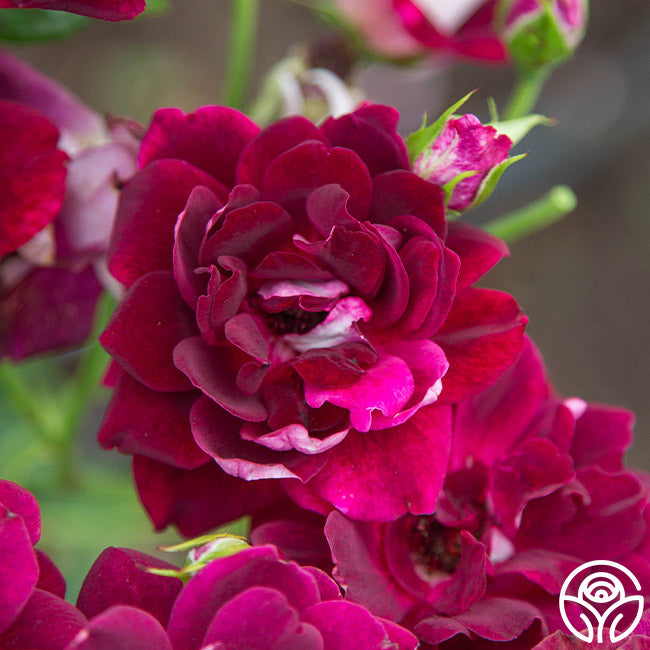 Burgundy Iceberg Rose - Thumbnail 3