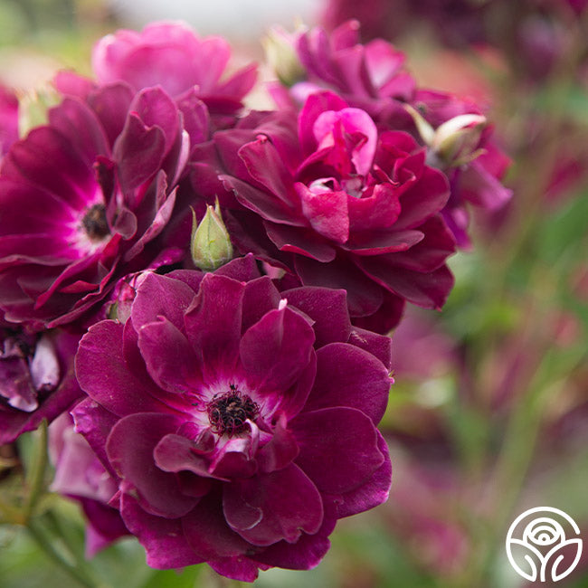 Burgundy Iceberg Rose