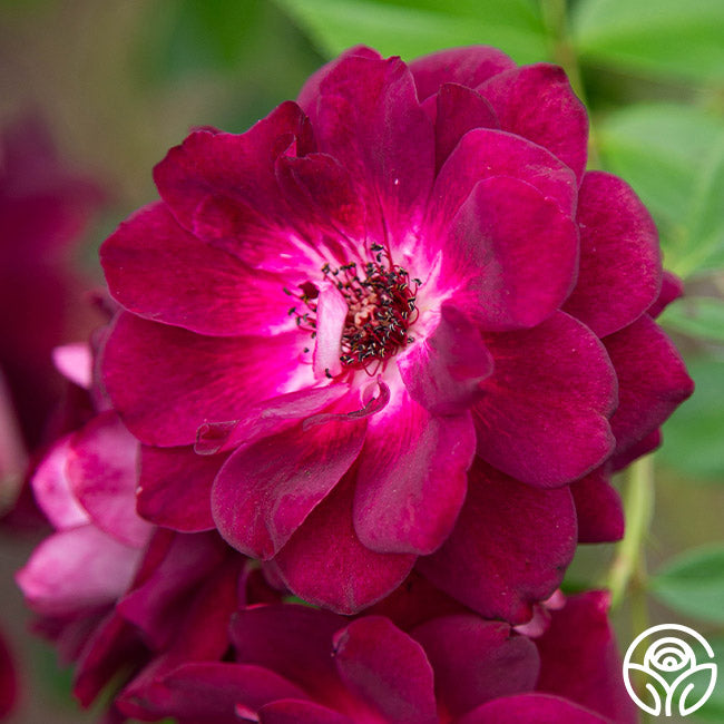 Burgundy Iceberg Rose - Thumbnail 4