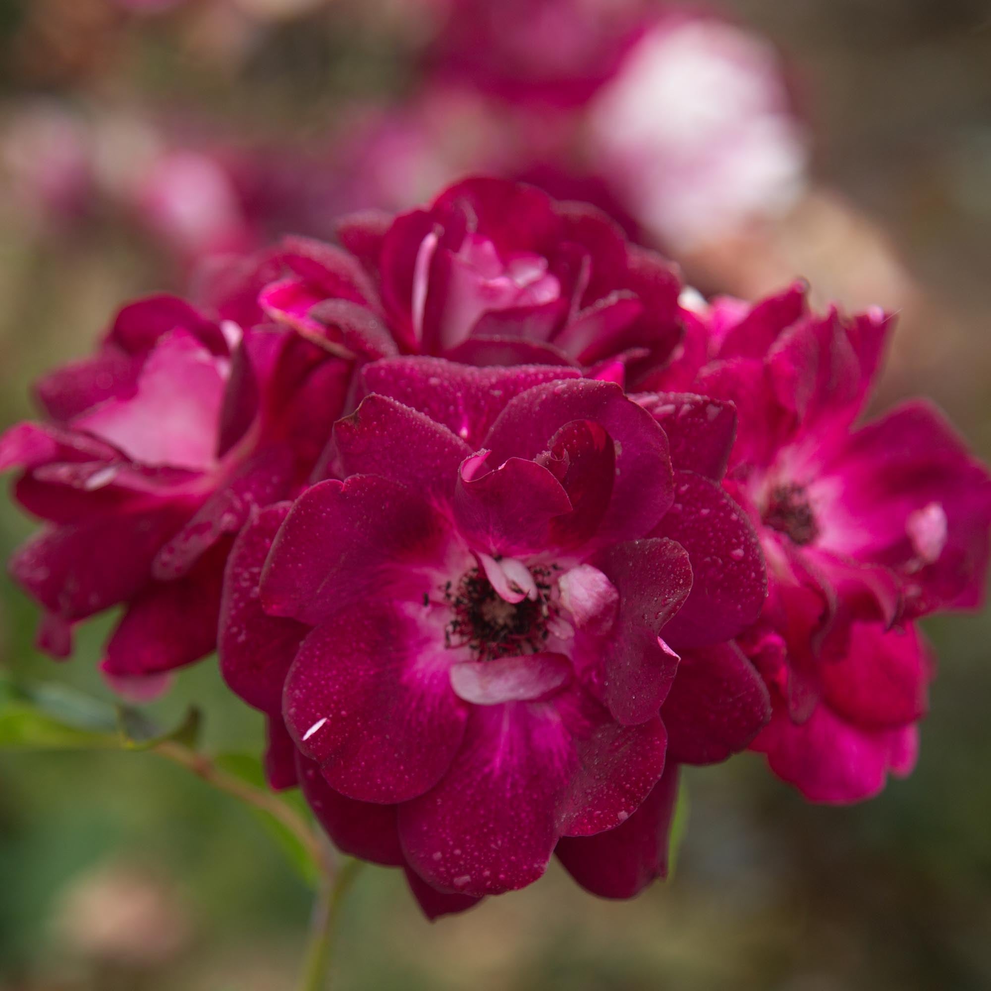 Burgundy Iceberg™