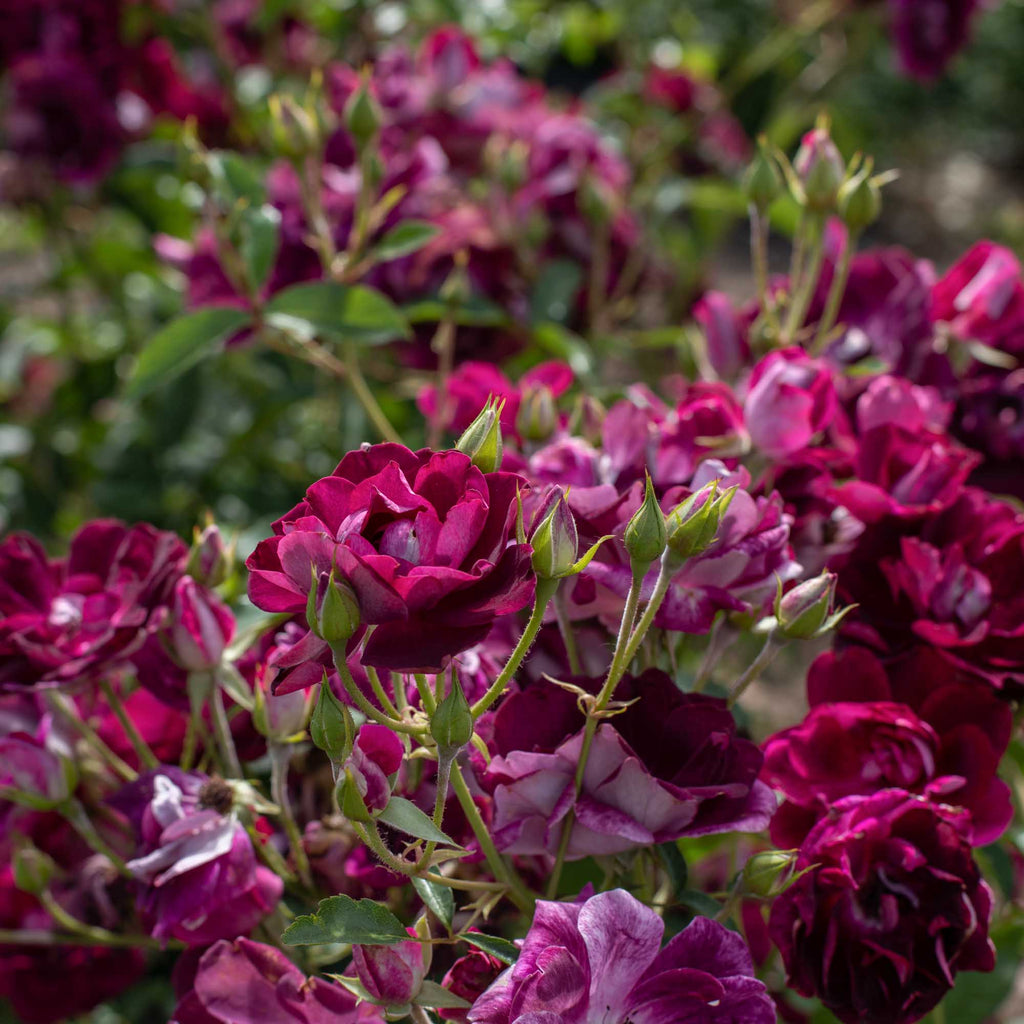Burgundy Iceberg™