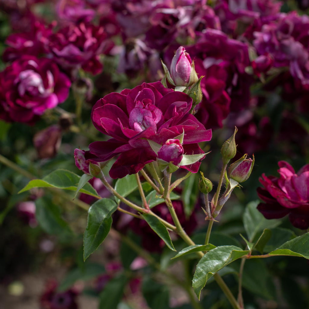 Burgundy Iceberg™