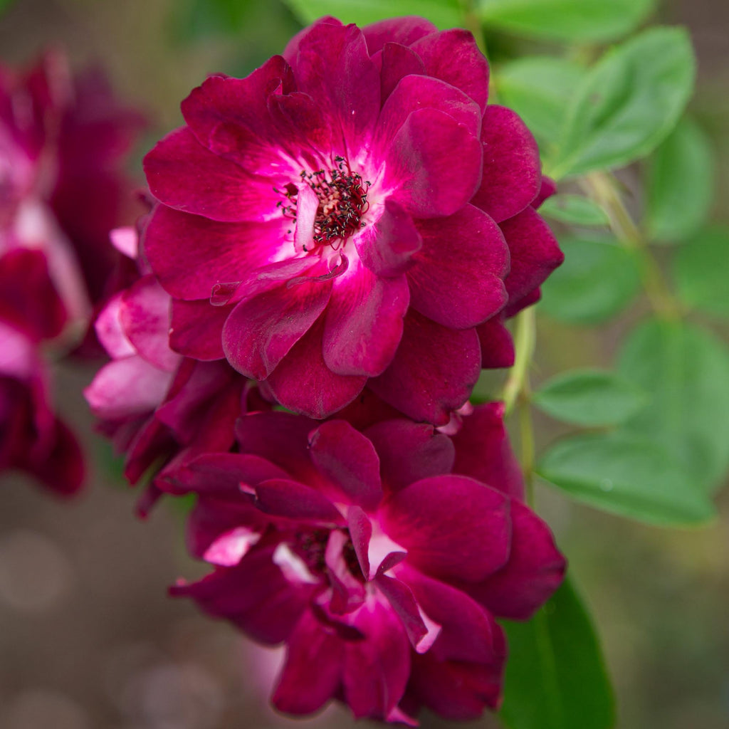 Burgundy Iceberg™