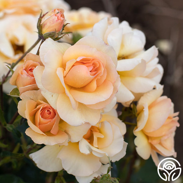 By-Appointment-00_grande.jpg?v