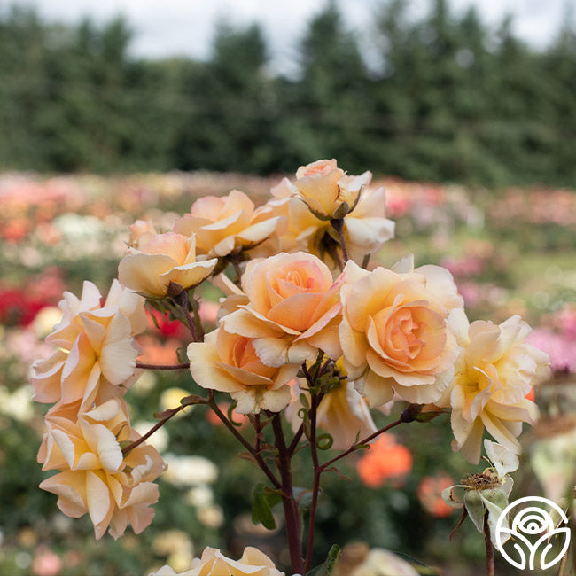 floribunda rose seeds By Appointment Floribunda Rose