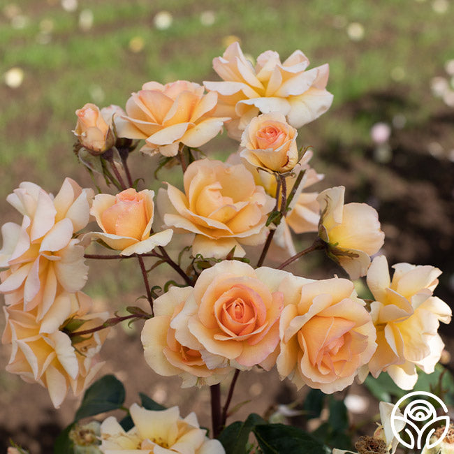 By Appointment Floribunda Rose | Apricot Rose Bush – Heirloom Roses