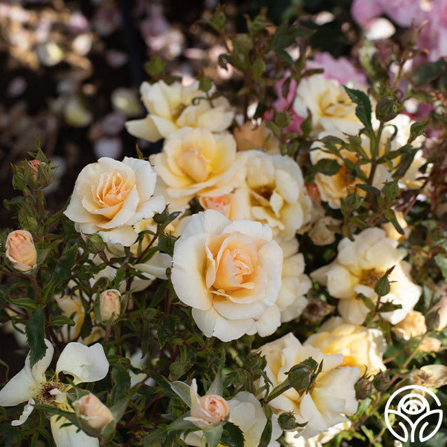 By Appointment Floribunda Rose | Apricot Rose Bush – Heirloom