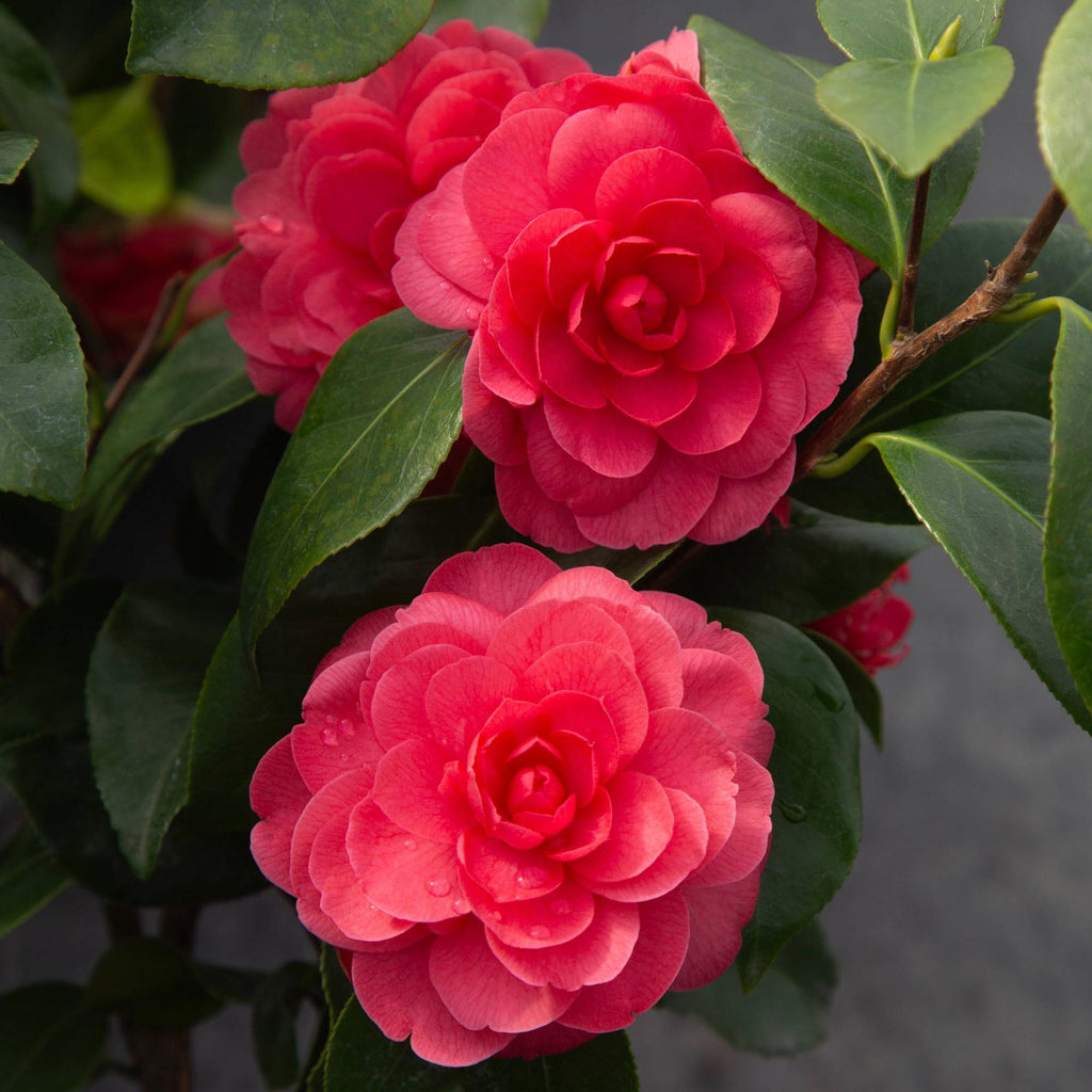 Camellia Early Wonder®