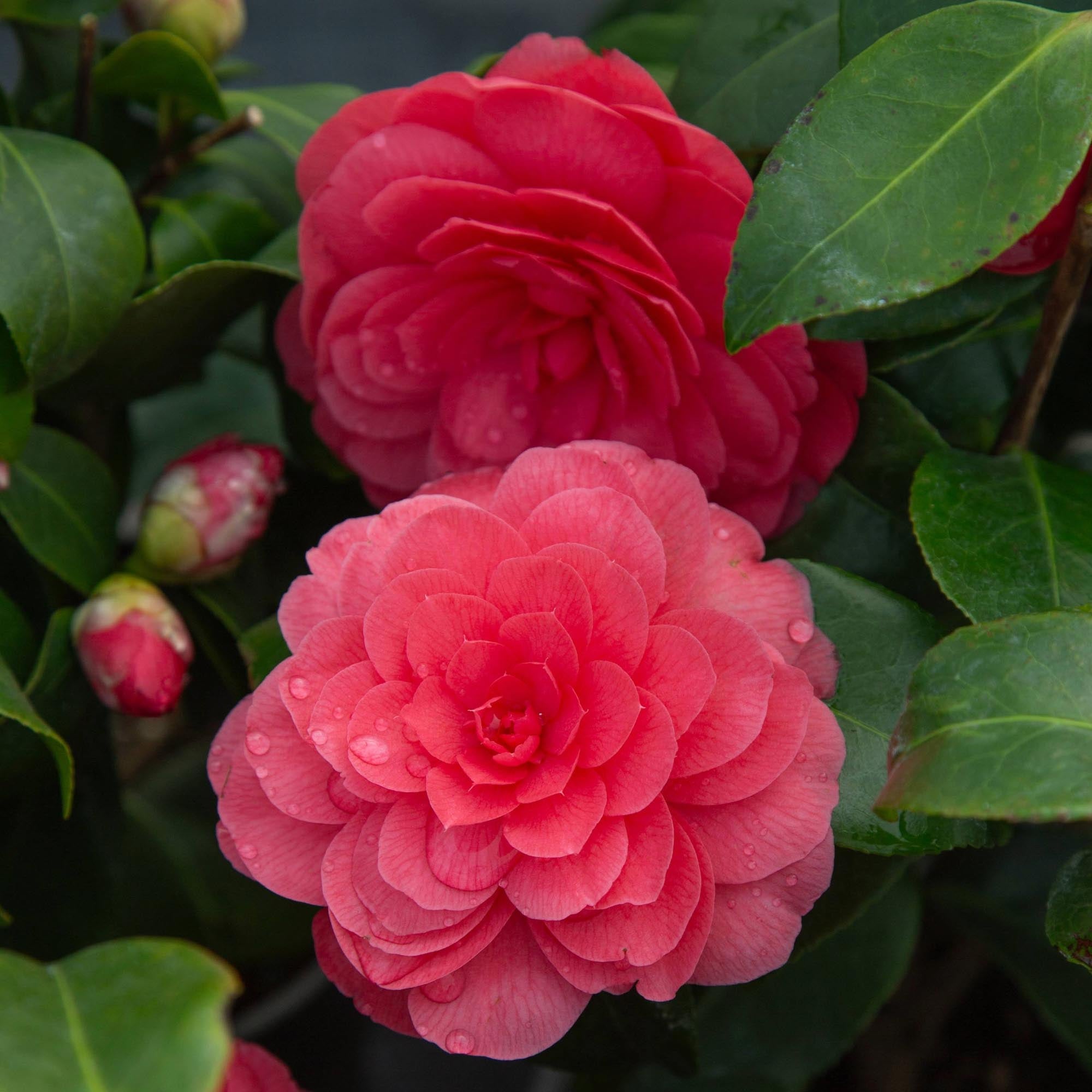 Camellia Early Wonder®