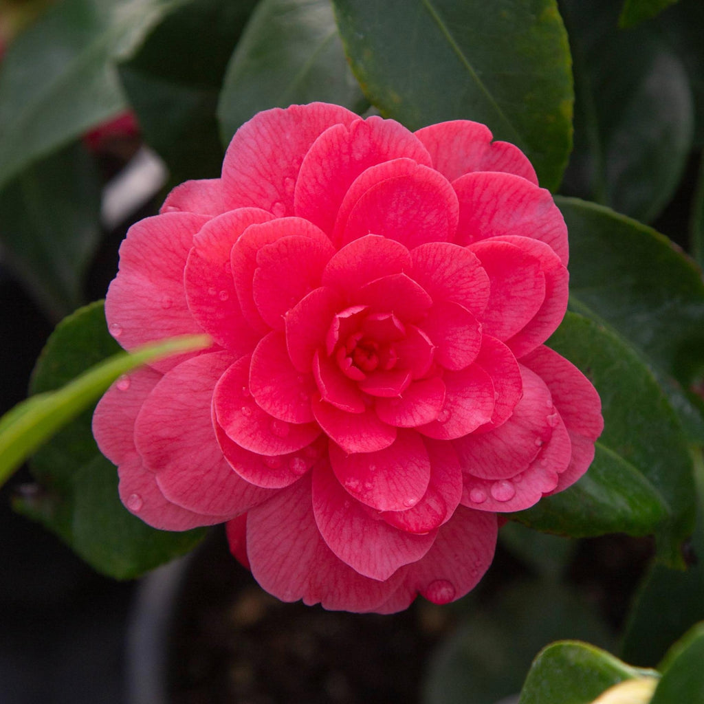 Camellia Early Wonder®