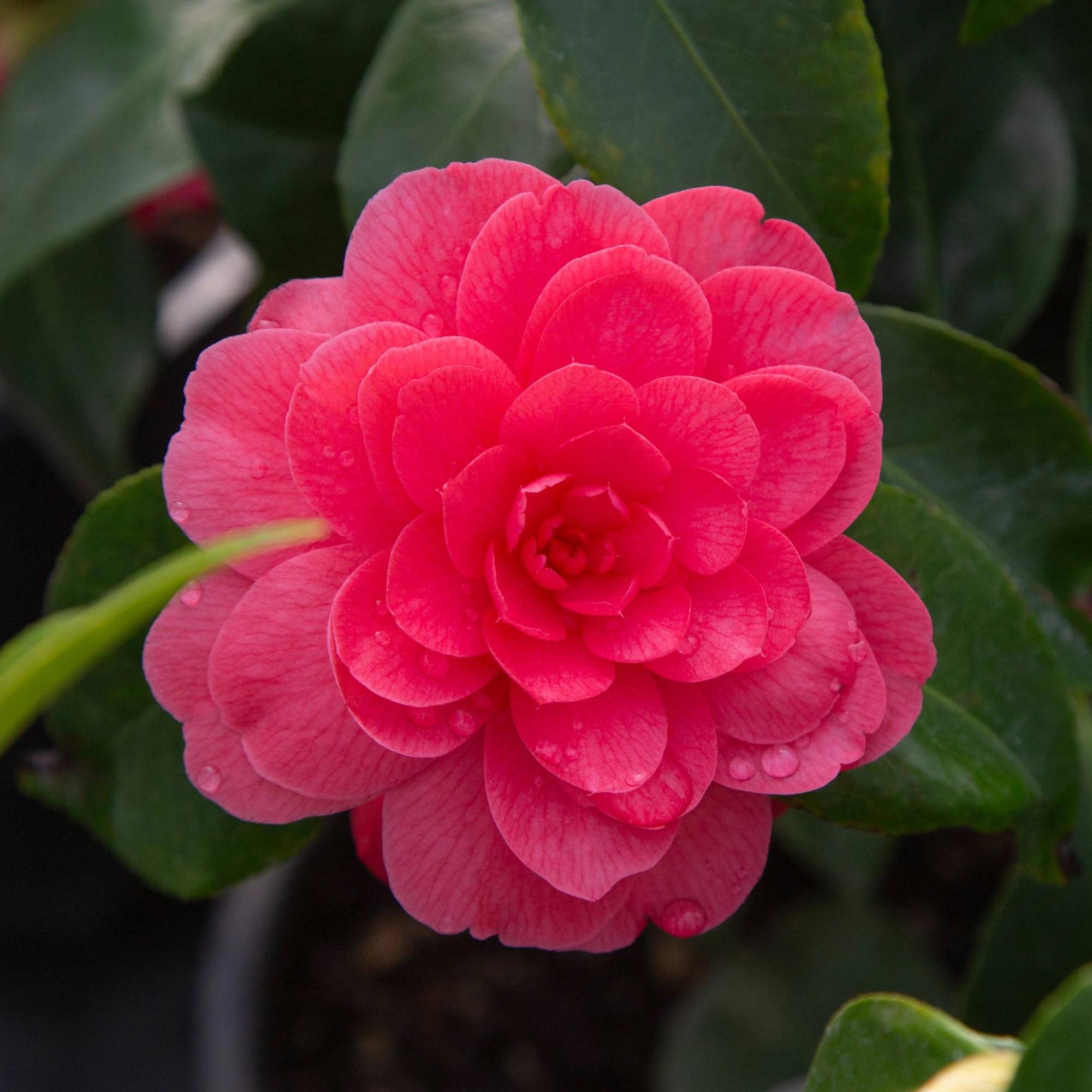 Camellia Early Wonder®