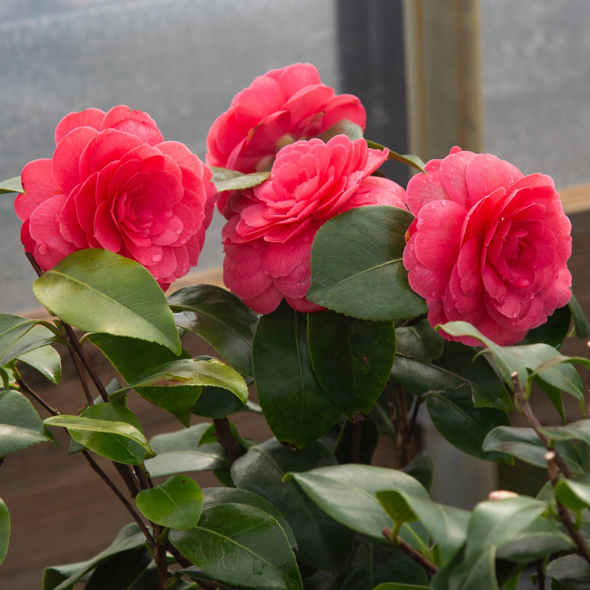 Camellia Early Wonder®