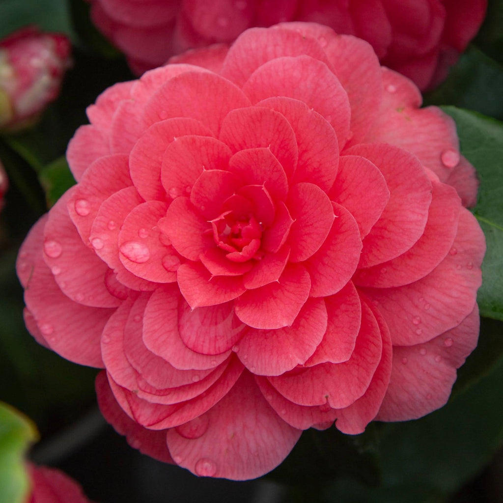 Camellia Early Wonder®