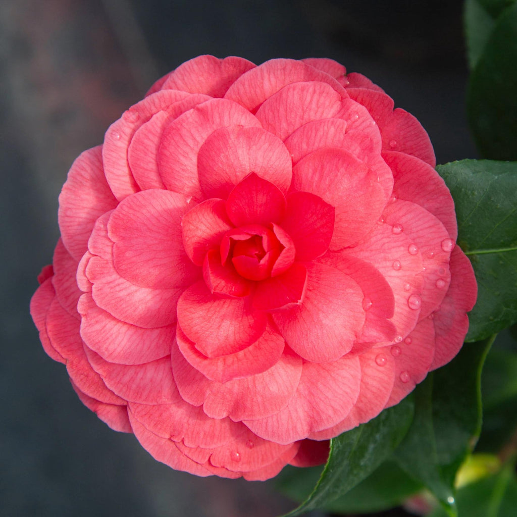 Camellia Early Wonder®