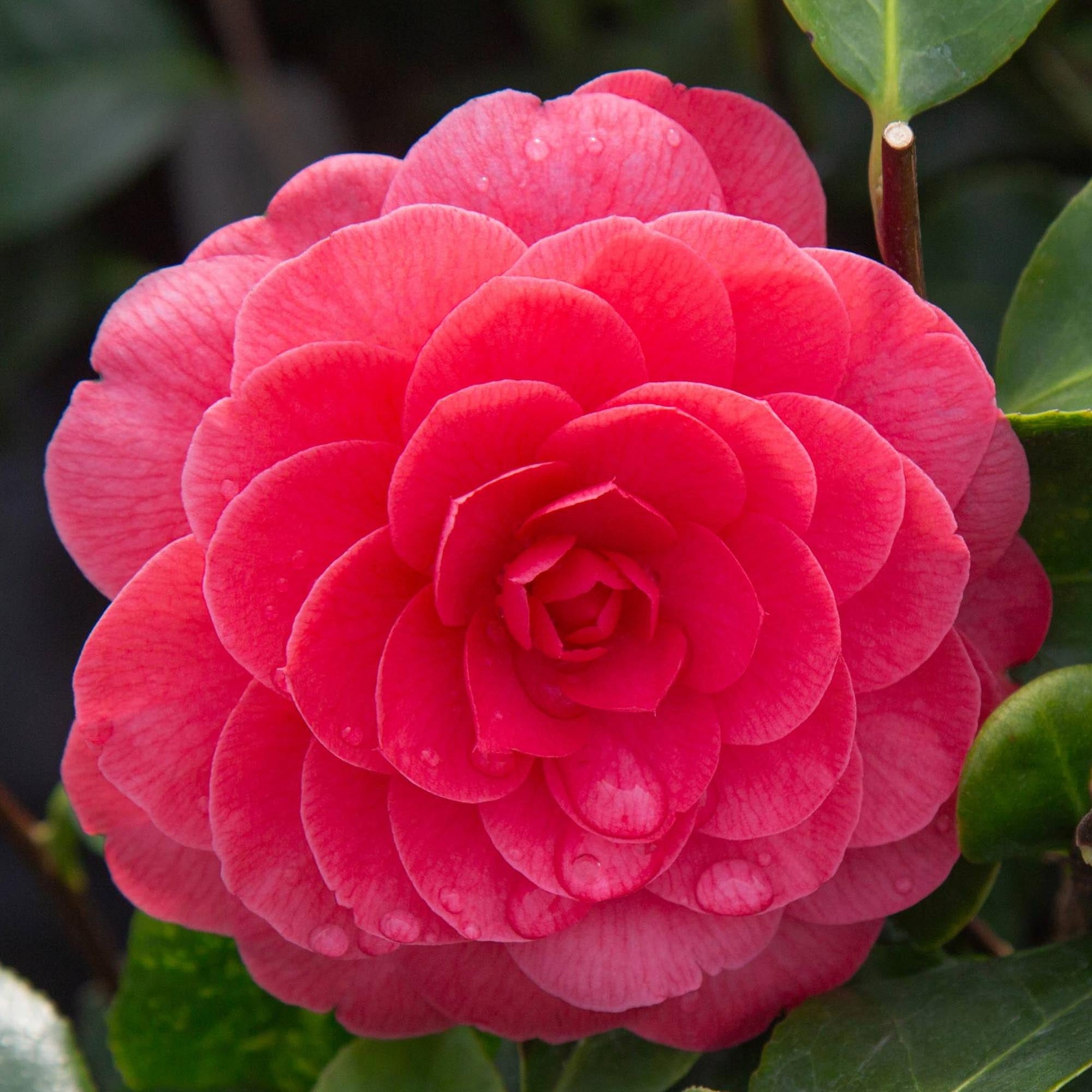 Camellia Early Wonder®