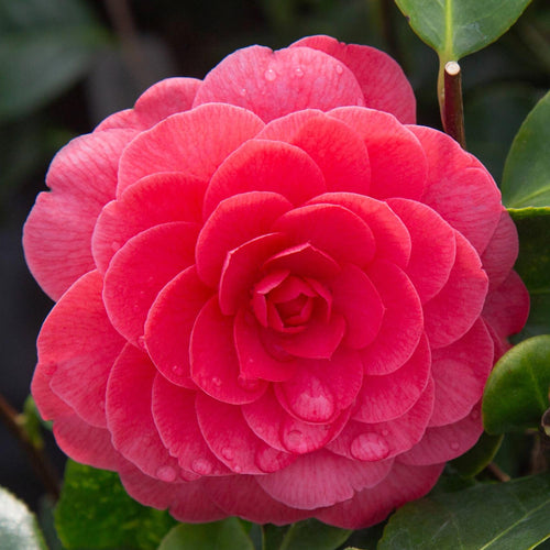 Camellia Early Wonder®