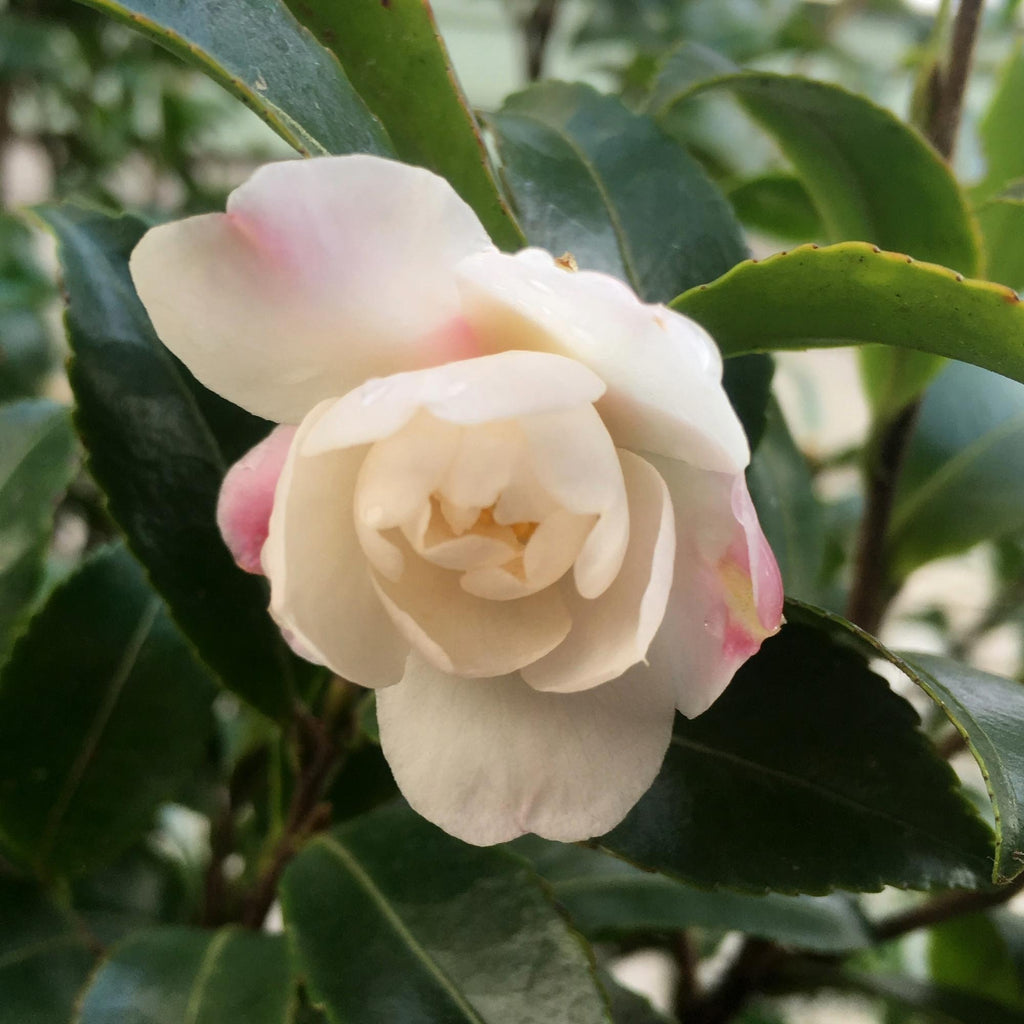 Camellia October Magic Orchid