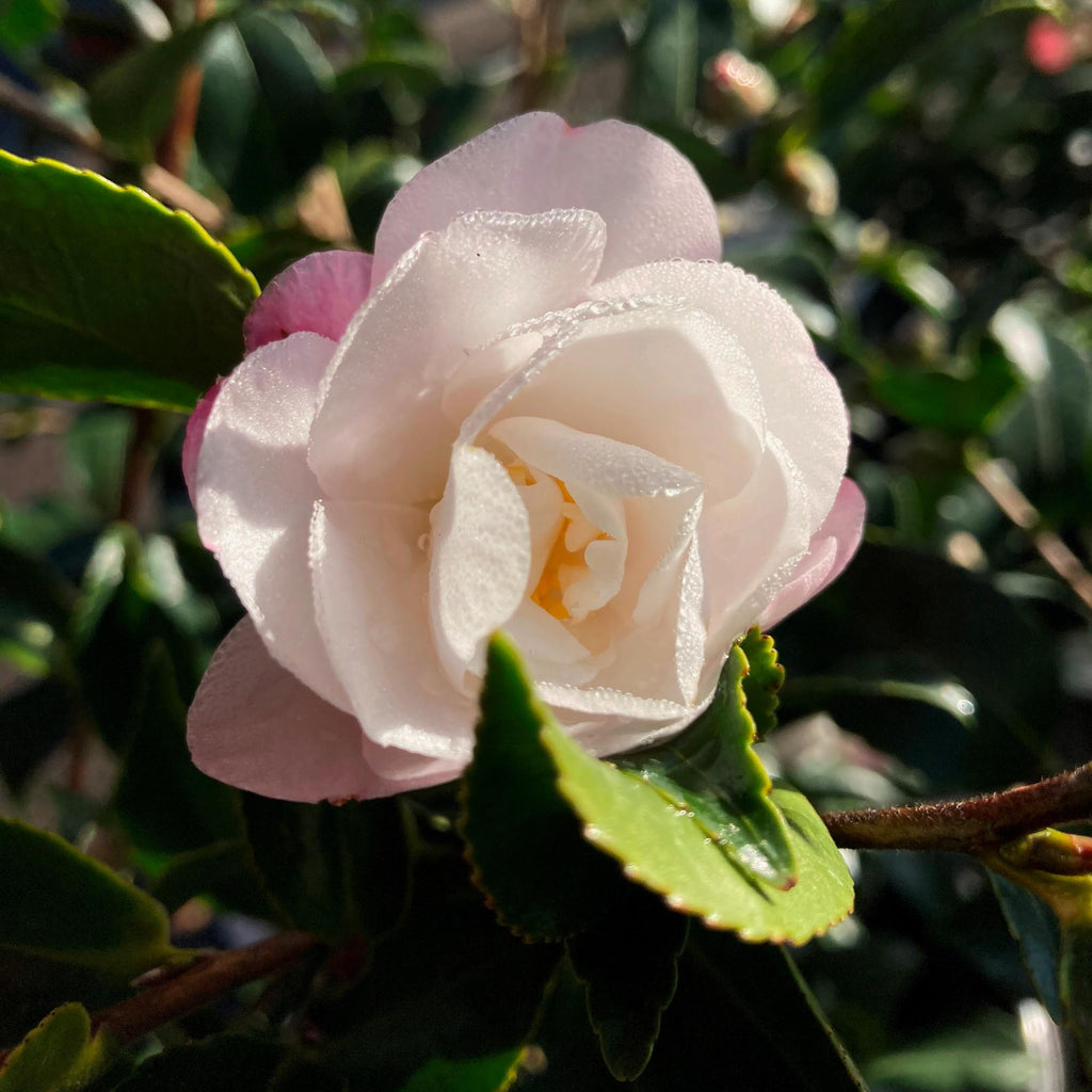 Camellia October Magic Orchid