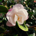 Camellia October Magic Orchid