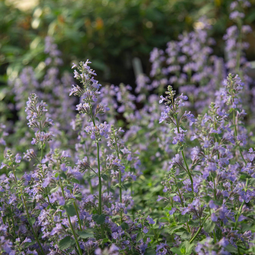 Blue Wonder Dwarf Catmint