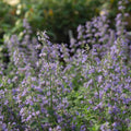 Blue Wonder Dwarf Catmint