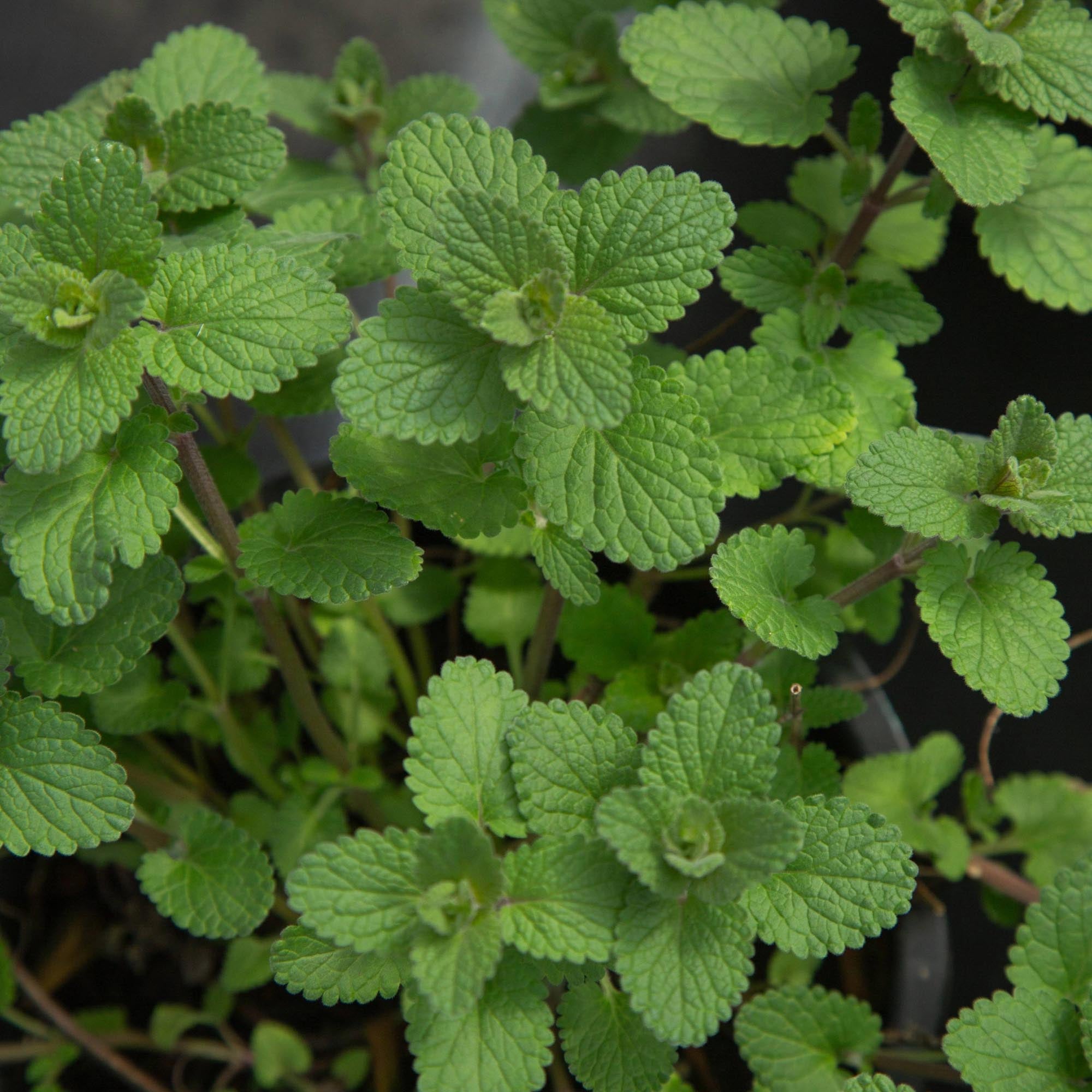 Blue Wonder Dwarf Catmint