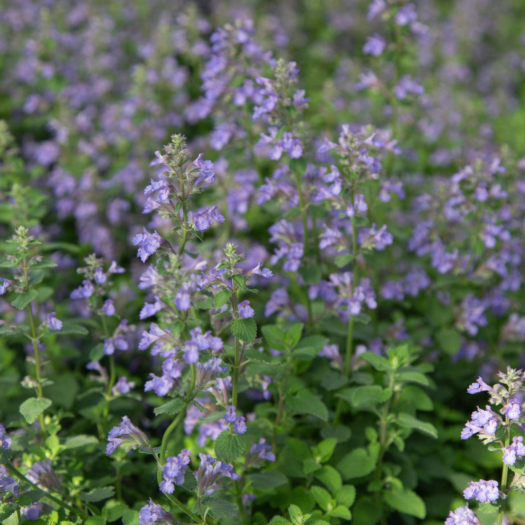 Blue Wonder Dwarf Catmint