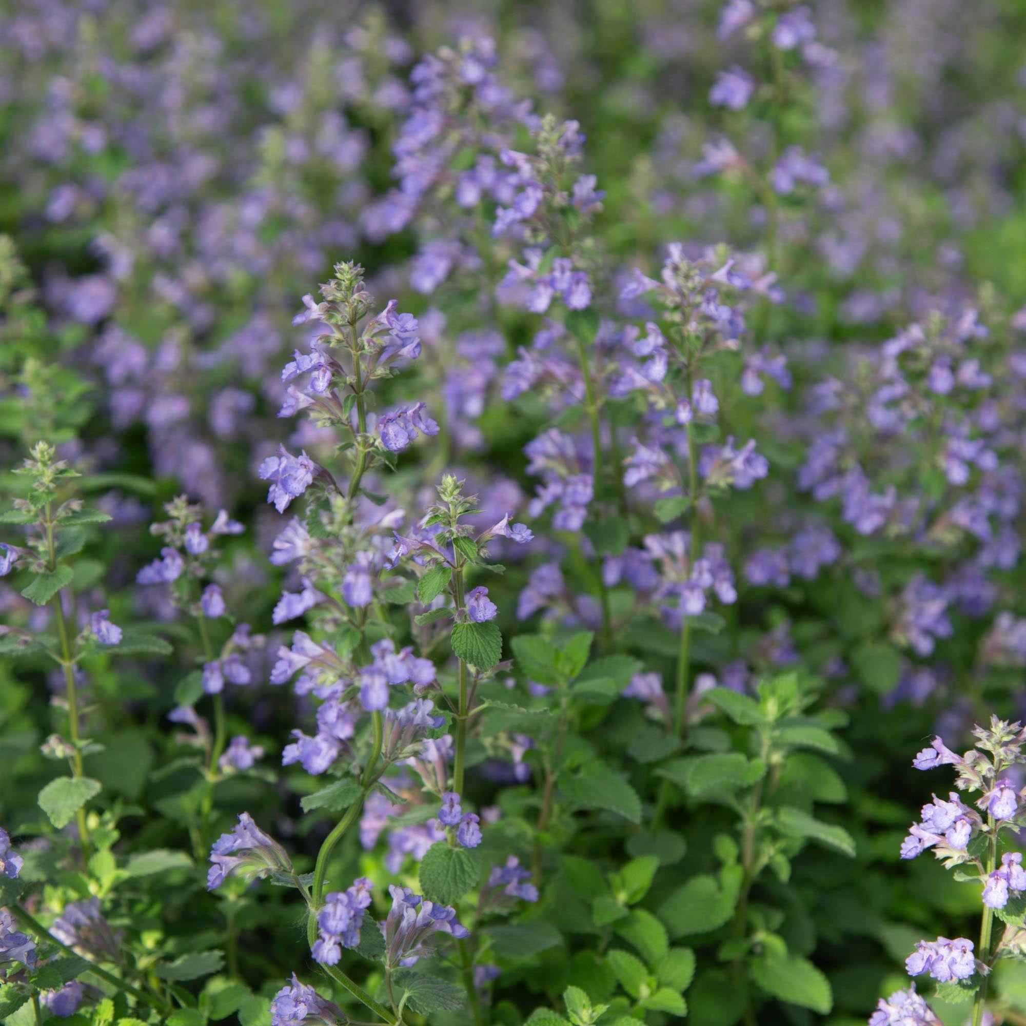 Blue Wonder Dwarf Catmint