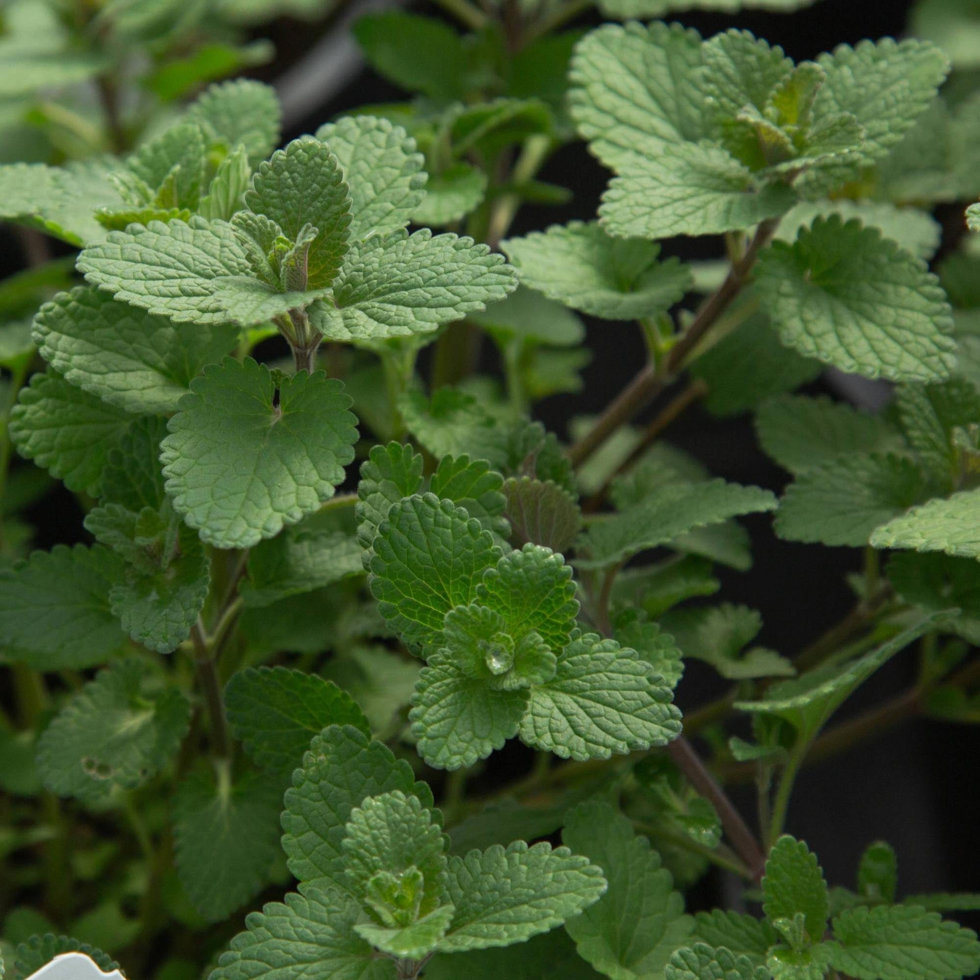Blue Wonder Dwarf Catmint