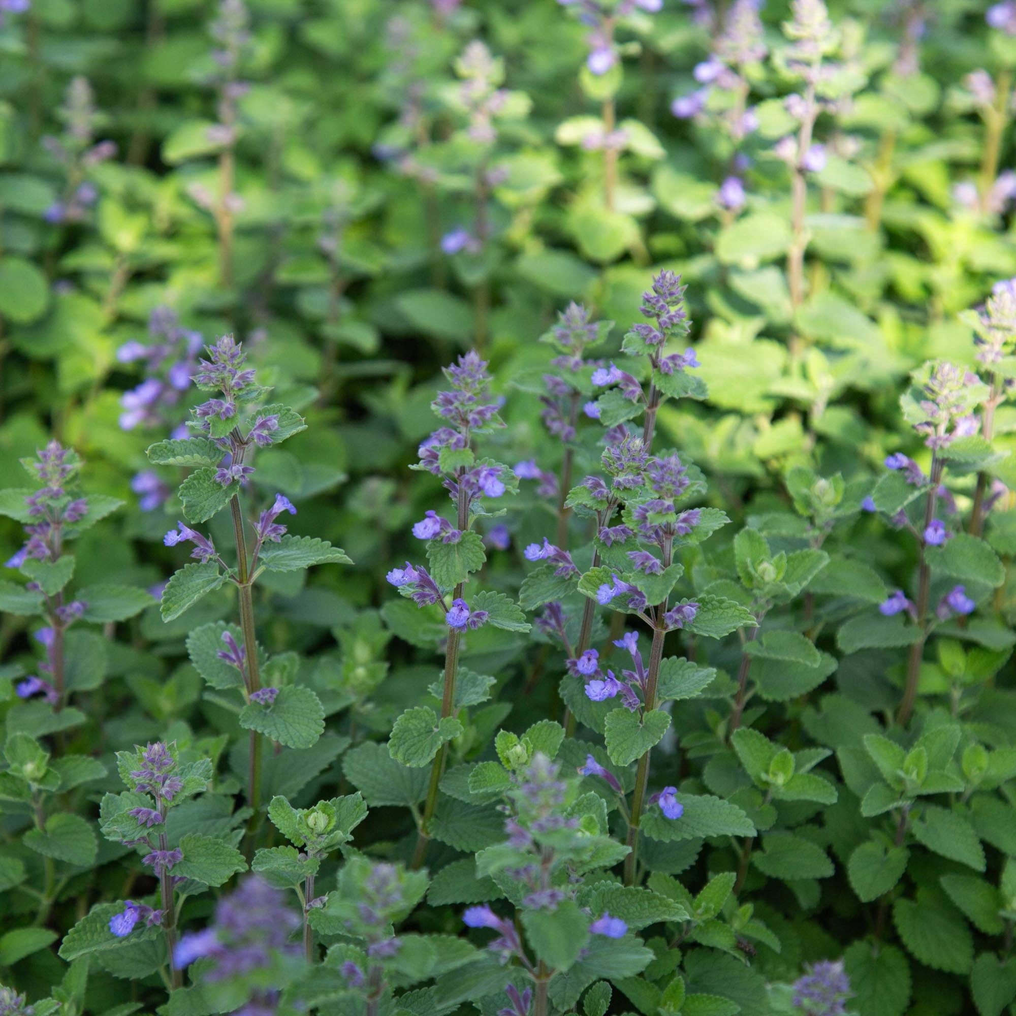 Blue Wonder Dwarf Catmint